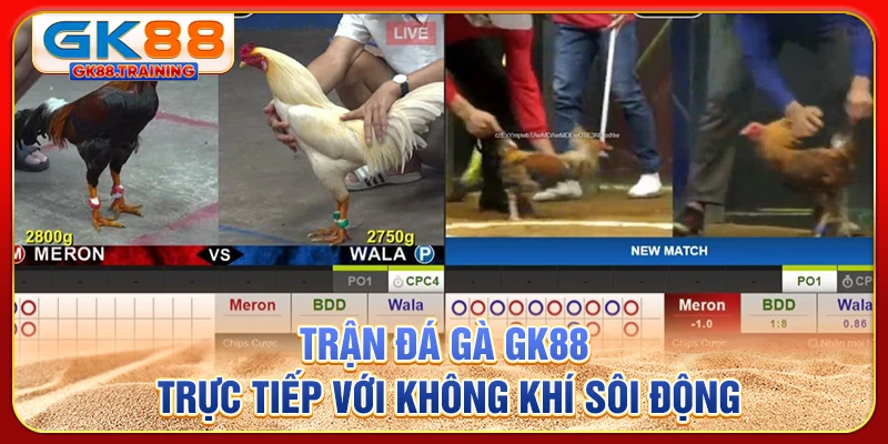 Trận đá gà GK88 trực tiếp với không khí sôi động